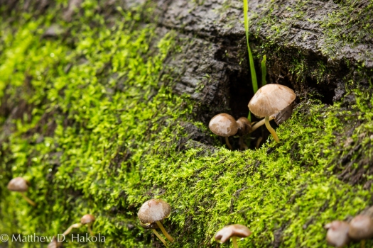 Wet Mushrooms on Mossy Log
