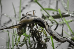 Slug Over Water